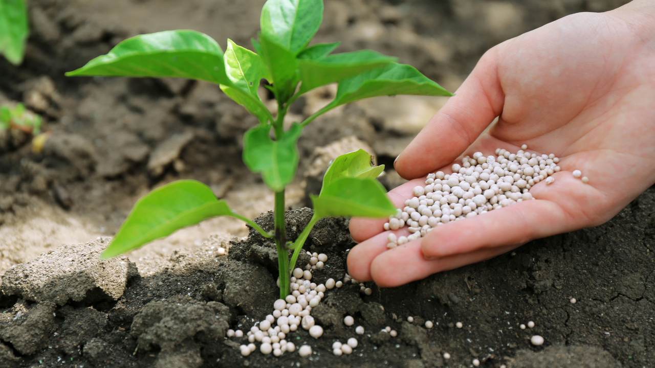 Applying fertilizer to plants