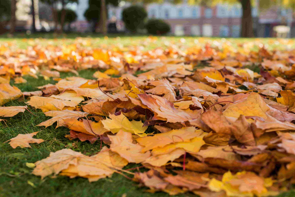 Leaf Blower Tips for Yards with Too Many Leaves (Lessons from Real Homeowners)