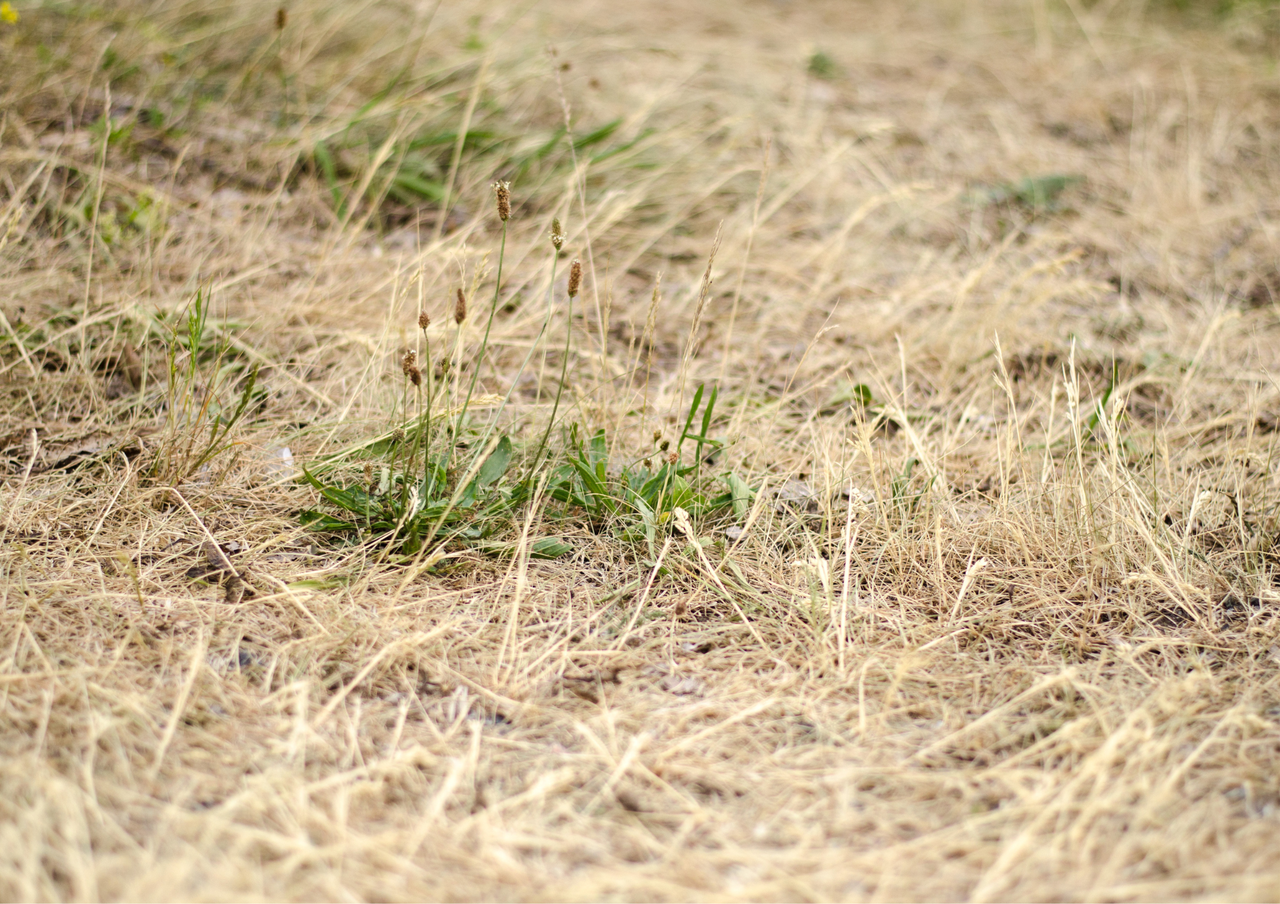 How to Remove and Revive Dead Grass for a Healthier Lawn