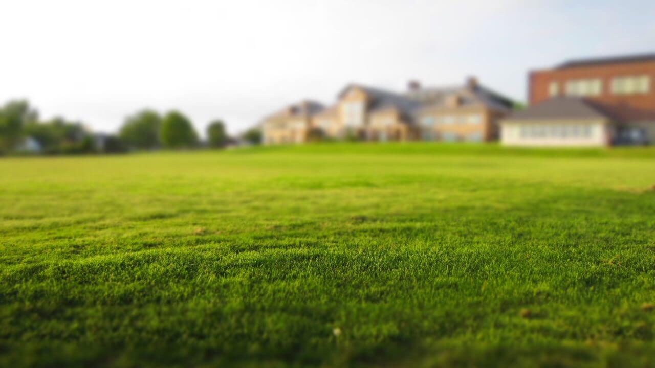 a healthy and well-manicured lawn