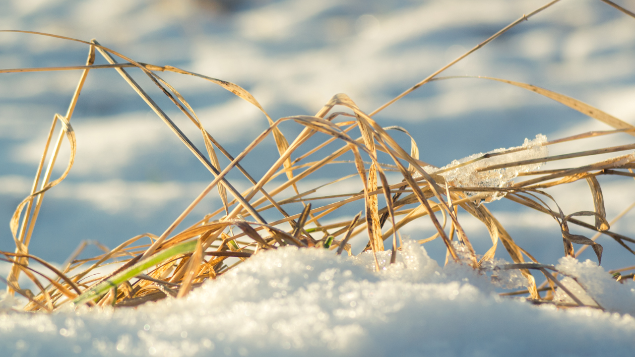 Grass covered in snow
