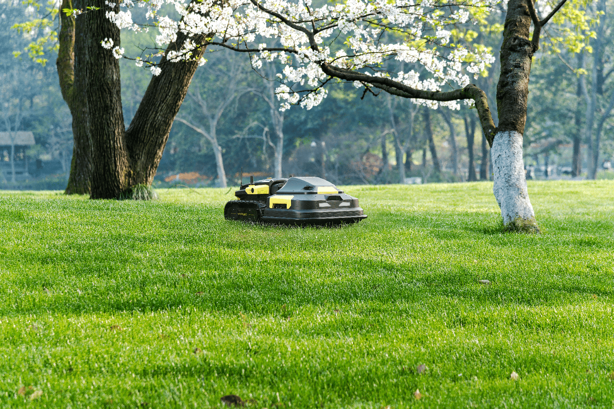 How Often Should You Mow Your Lawn-cover image