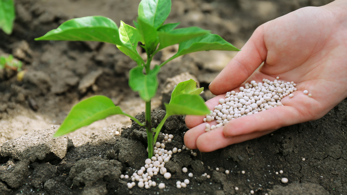 Applying fertilizer to plants